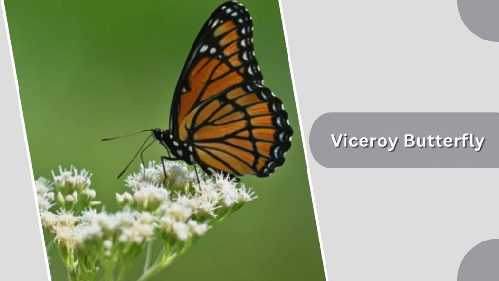  Viceroy Butterfly