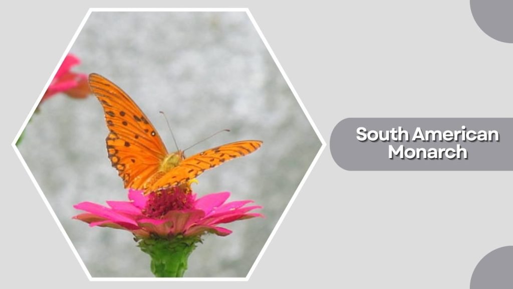 South American Monarch