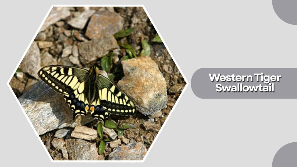 Western Tiger Swallowtail