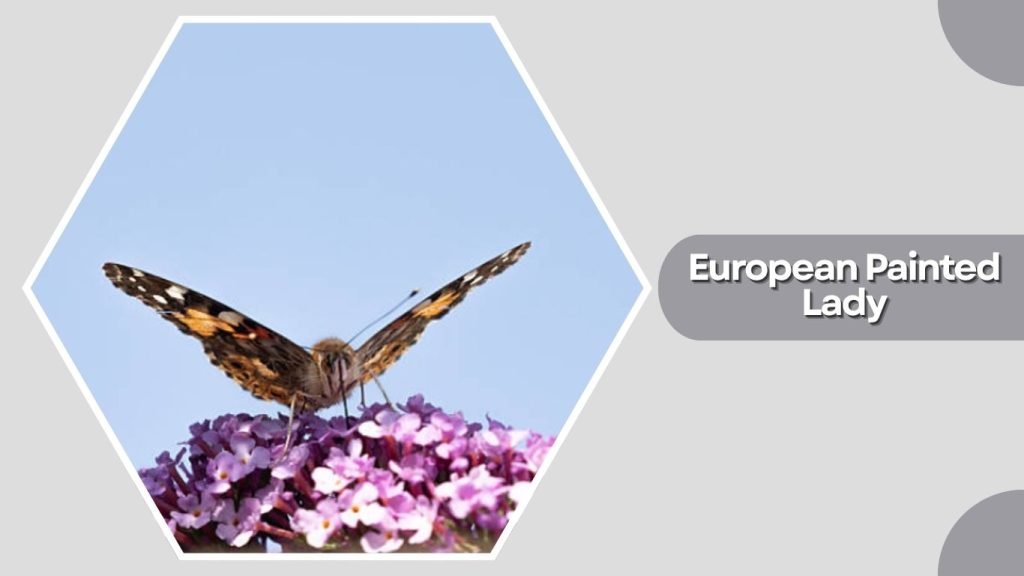 European Painted Lady