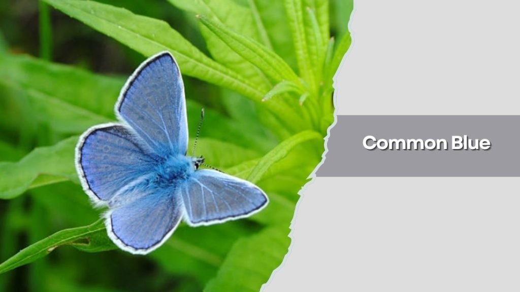Common Blue