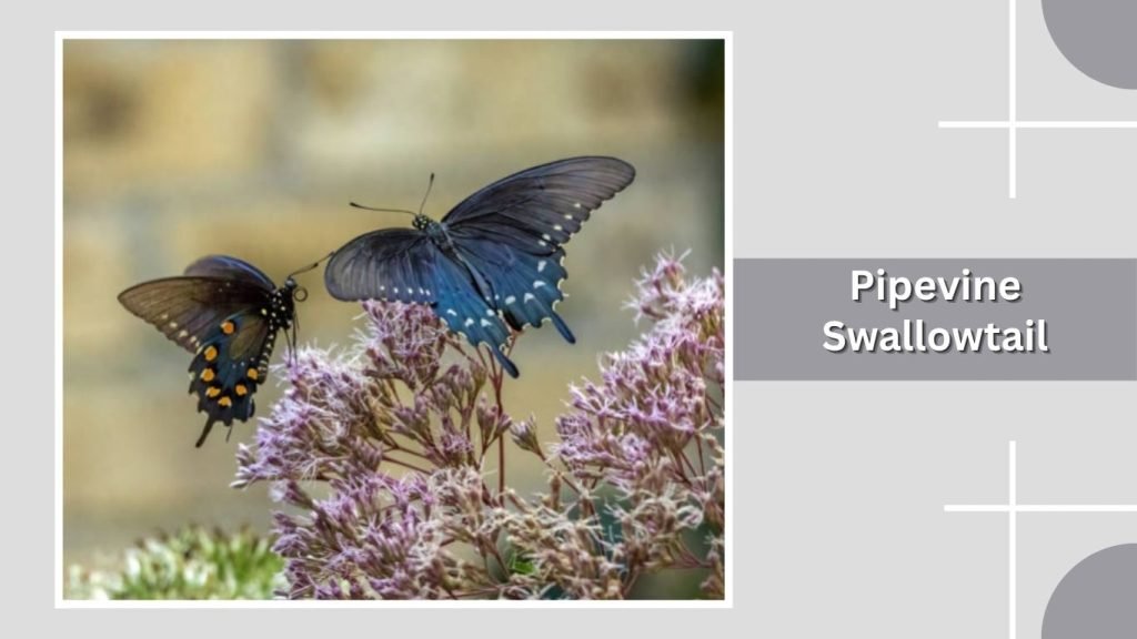 Pipevine Swallowtail