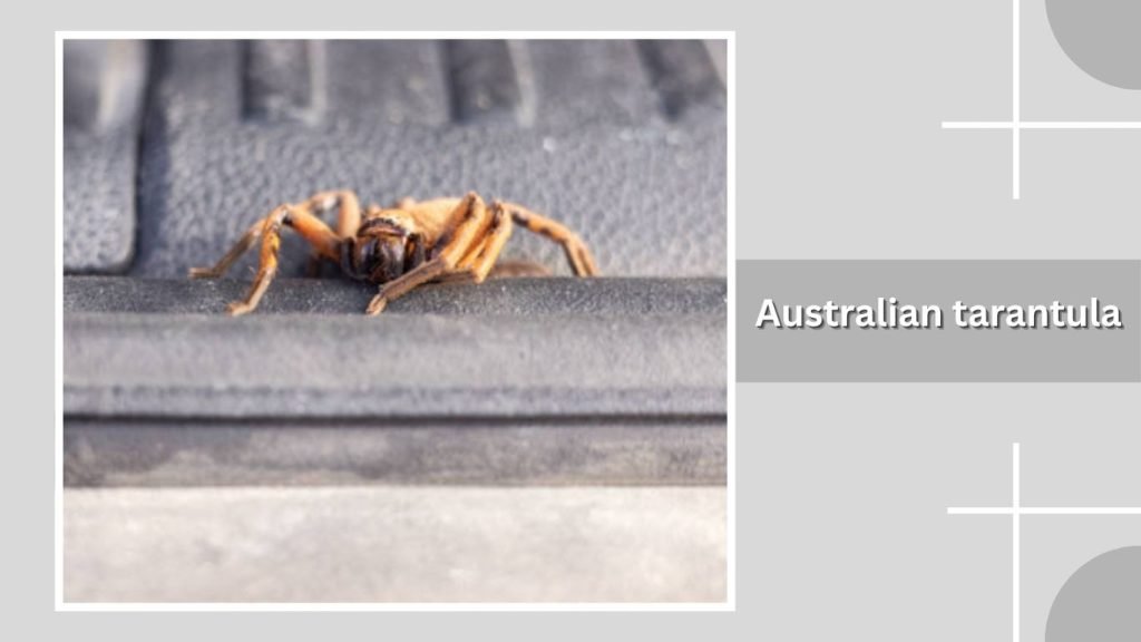 Australian tarantula