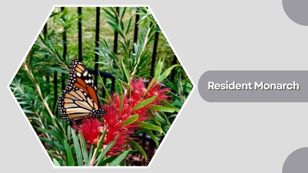 Resident Monarch