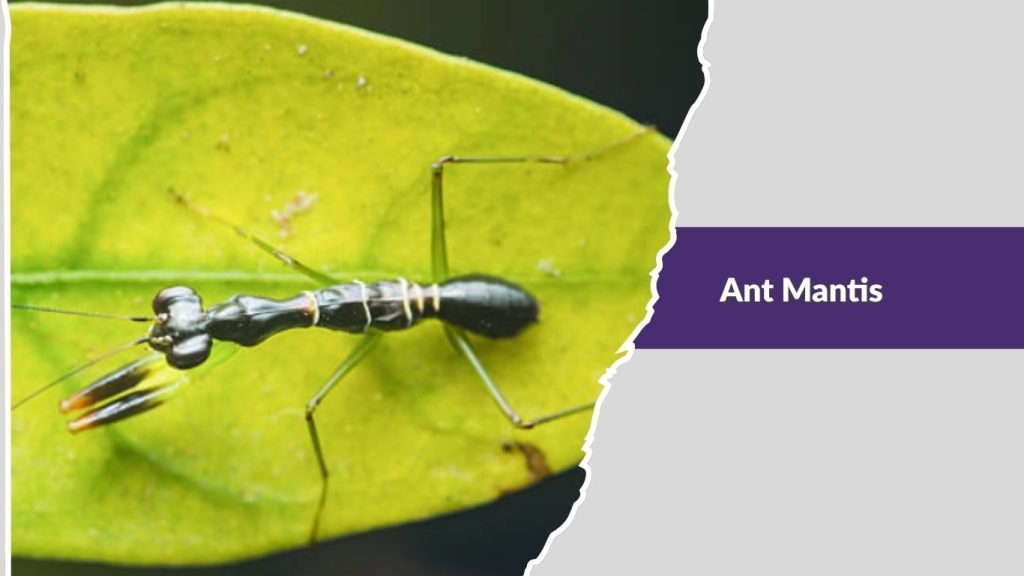 Ant Mantis