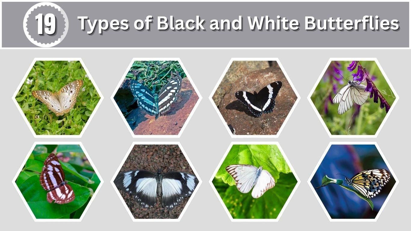 19 Types of Black and White Butterflies: Identification with Pictures
