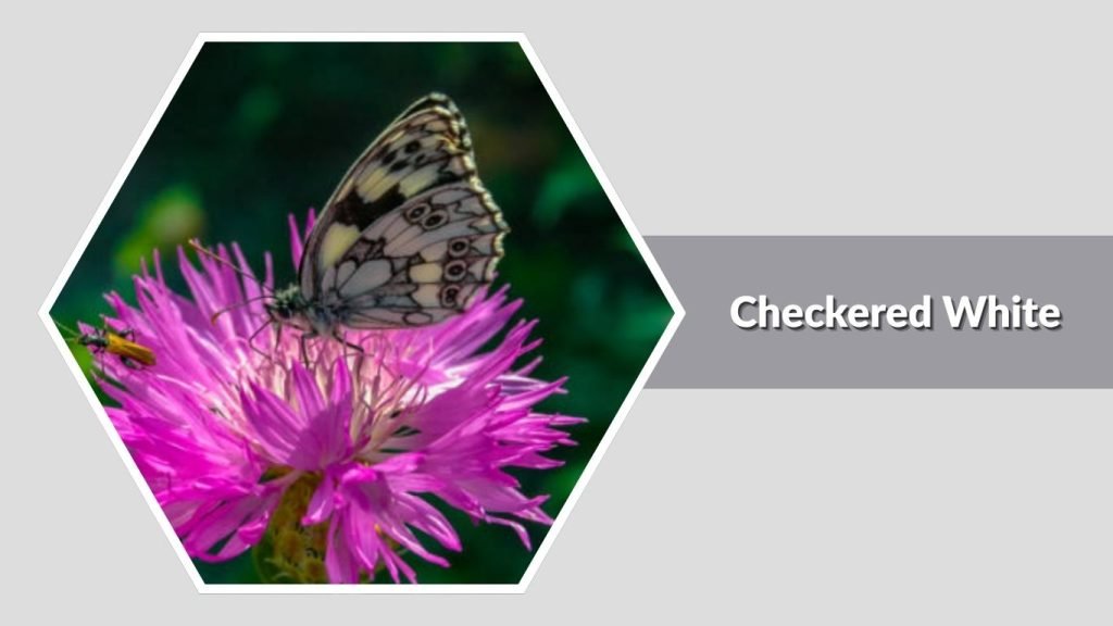 Checkered White