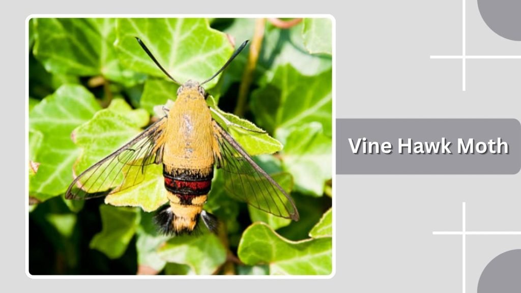  Vine Hawk Moth