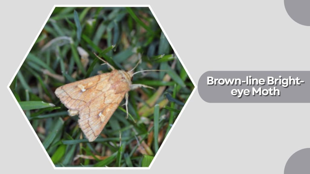 Brown-line Bright-eye Moth