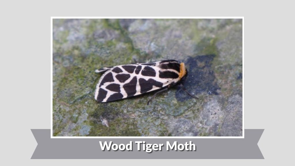  Wood Tiger Moth