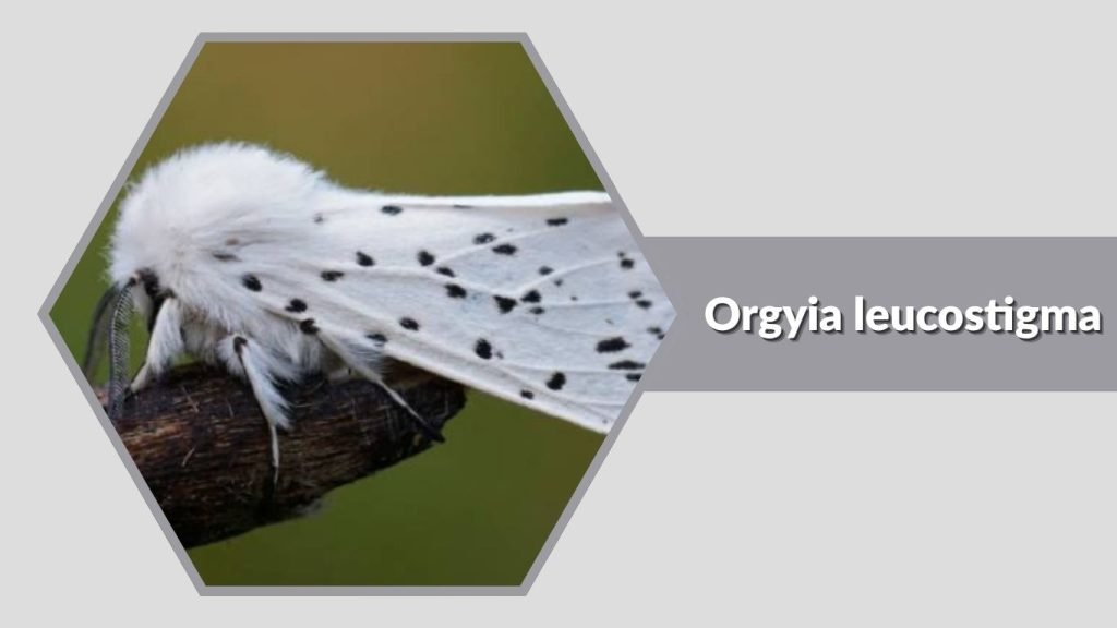 Orgyia leucostigma