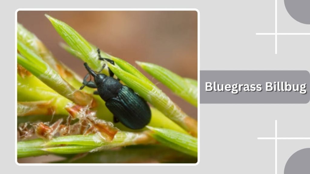Bluegrass Billbug