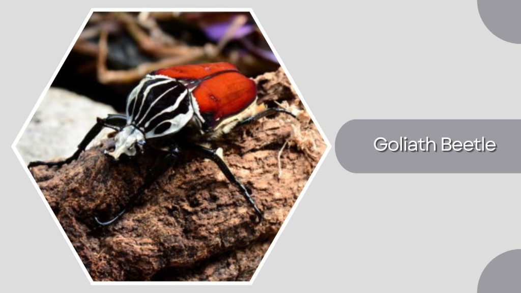 Goliath Beetle