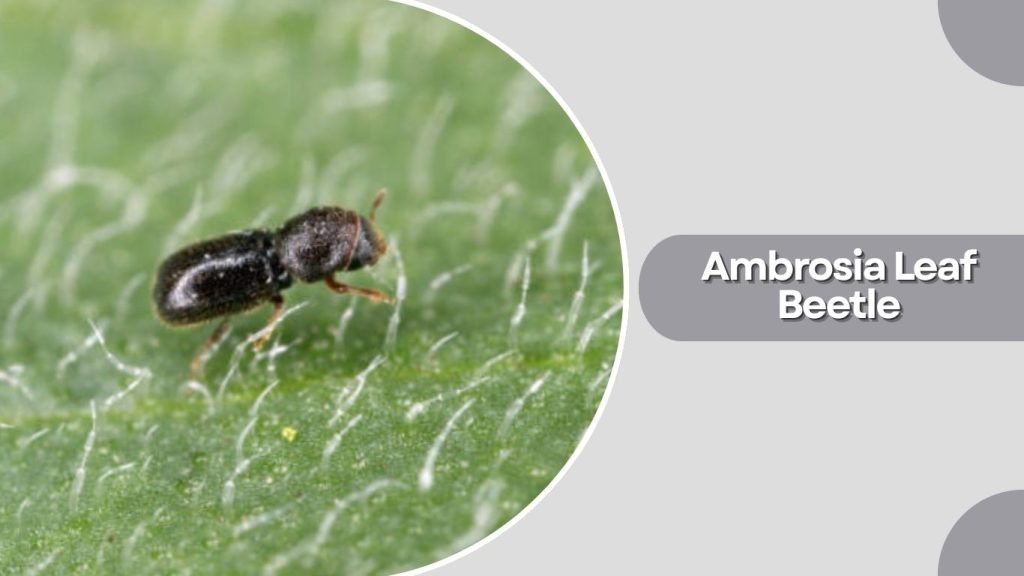 Ambrosia Leaf Beetle