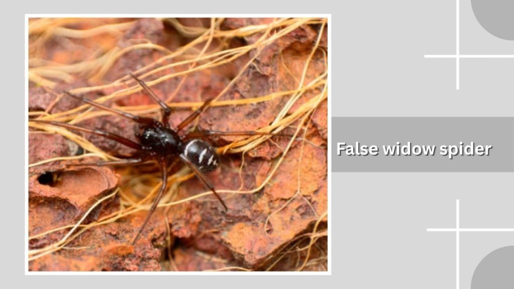 False widow spider