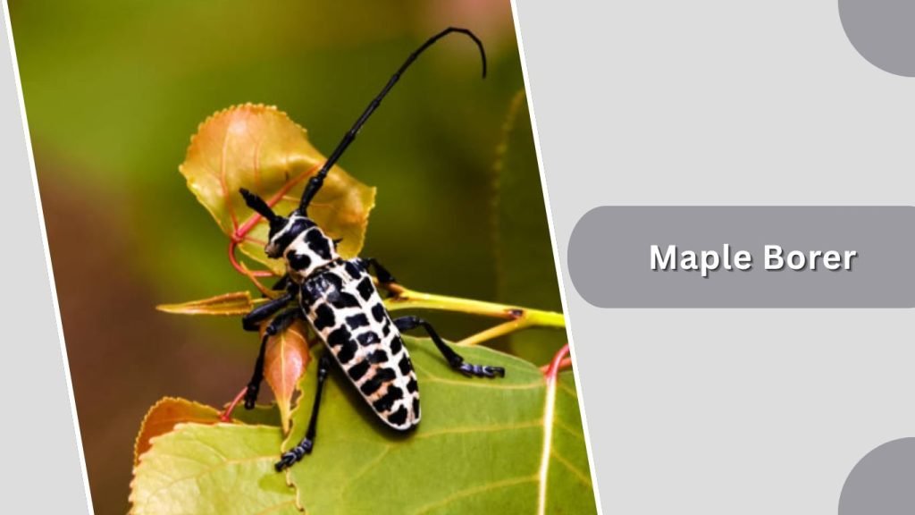  Maple Borer