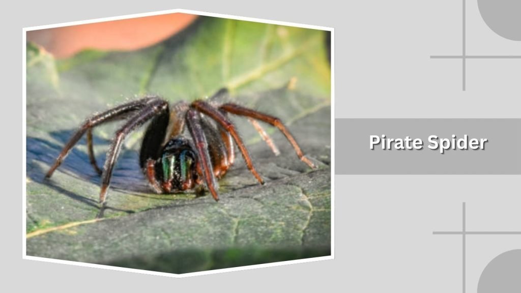 Pirate Spider