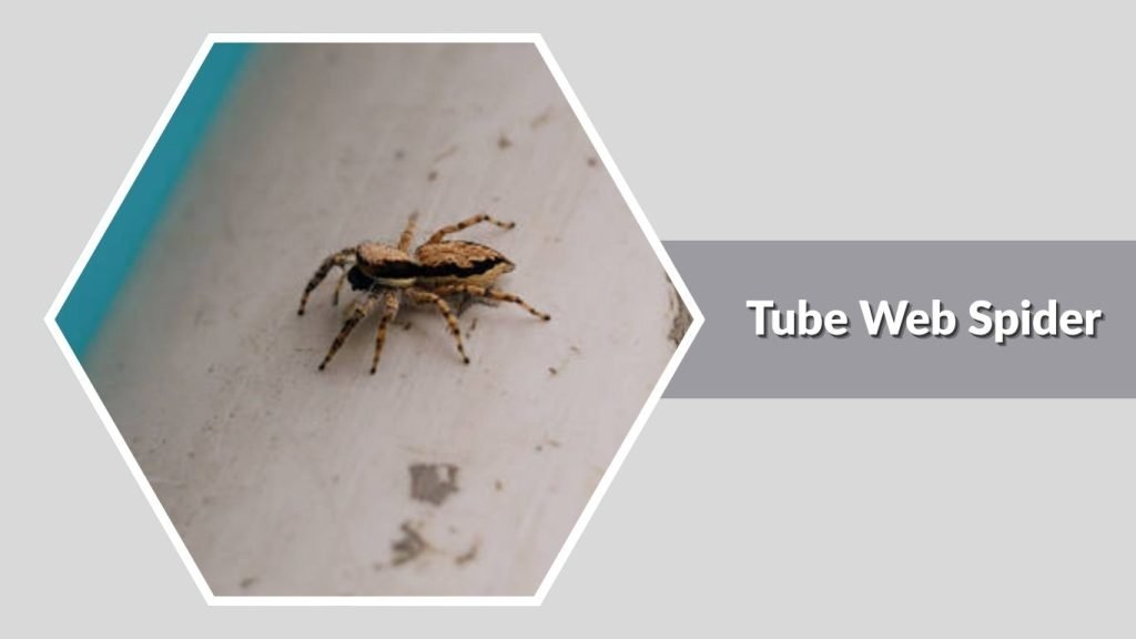  Tube Web Spider