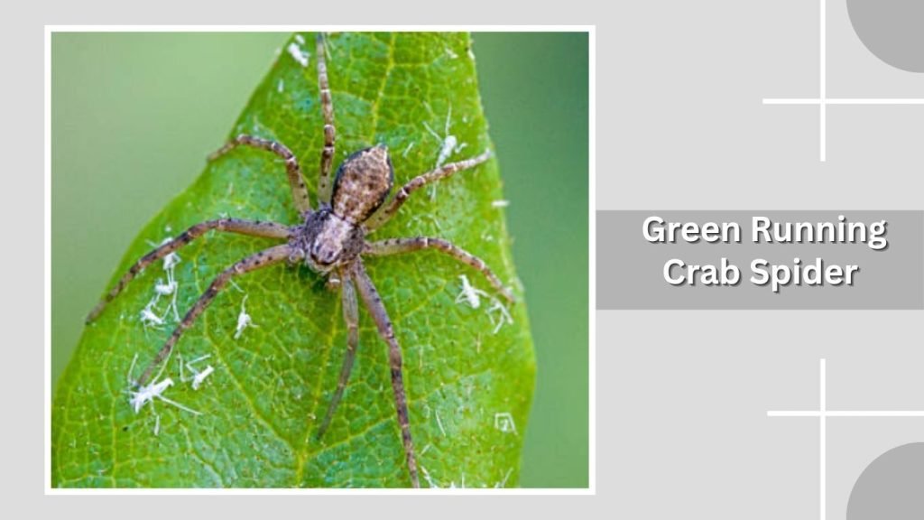 Green Running Crab Spider