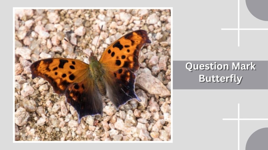  Question Mark Butterfly