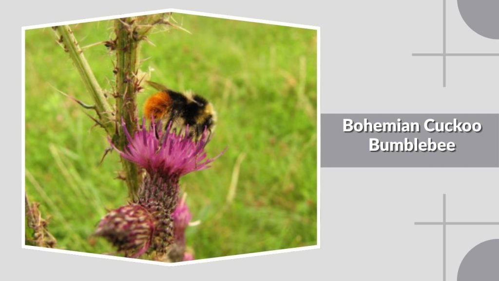 Bohemian Cuckoo Bumblebee