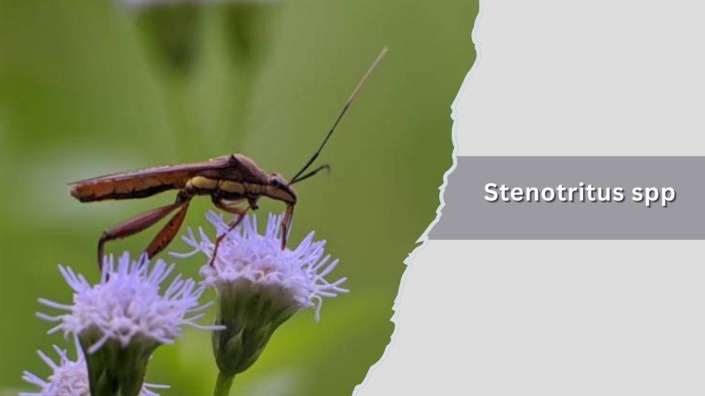 Stenotritus spp