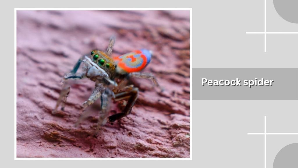 Peacock spider