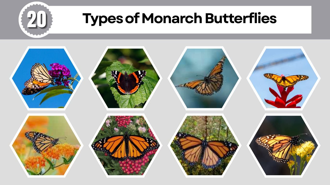 20 Types of Monarch Butterflies: Identification by Color & Size with Pictures 