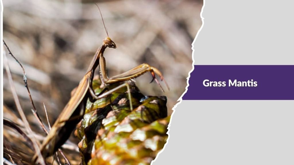 Grass Mantis
