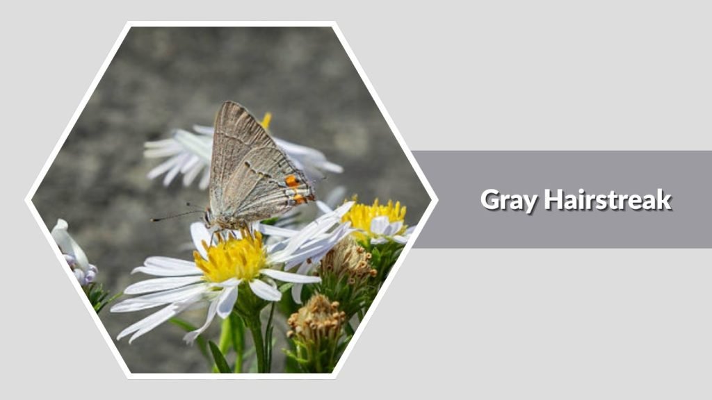 Gray Hairstreak