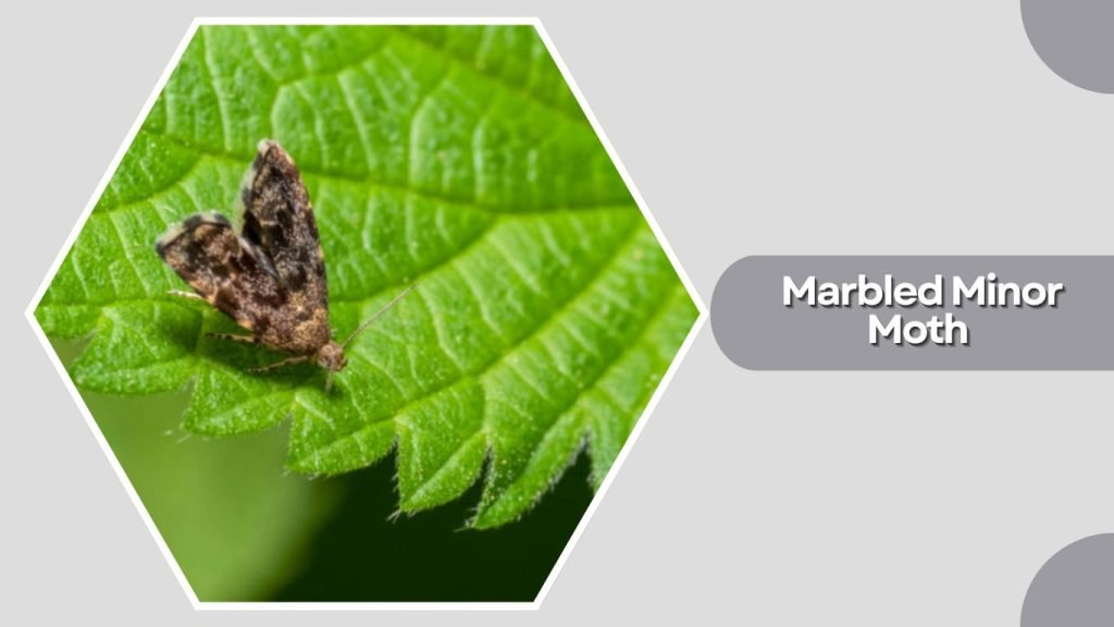 Marbled Minor Moth