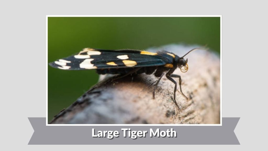 Large Tiger Moth