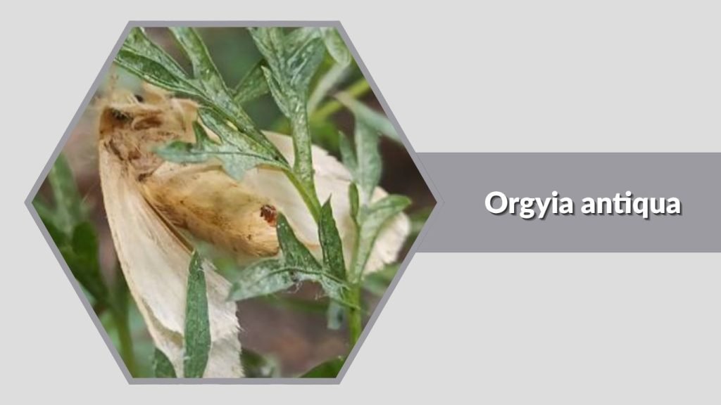 Orgyia antiqua