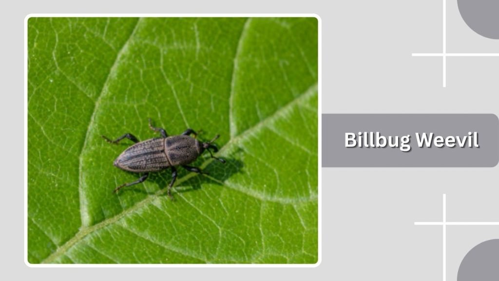  Billbug Weevil