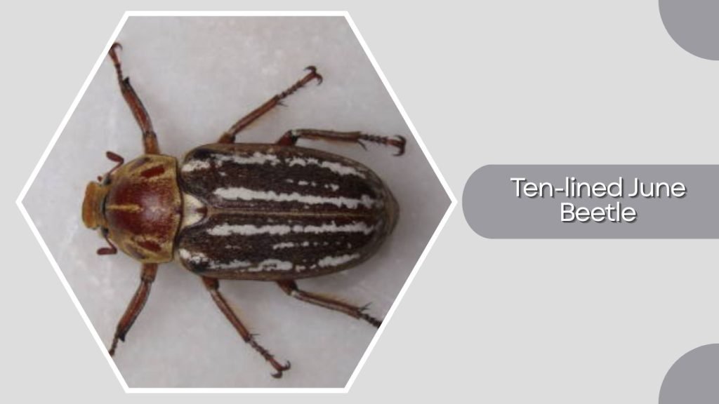 Ten-lined June Beetle