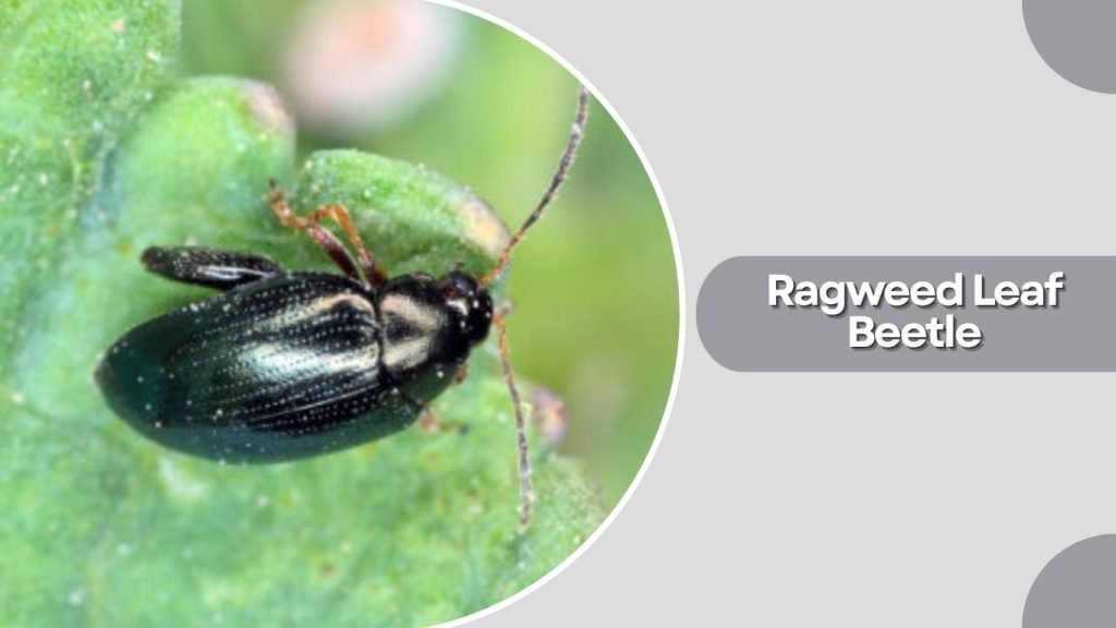 Ragweed Leaf Beetle
