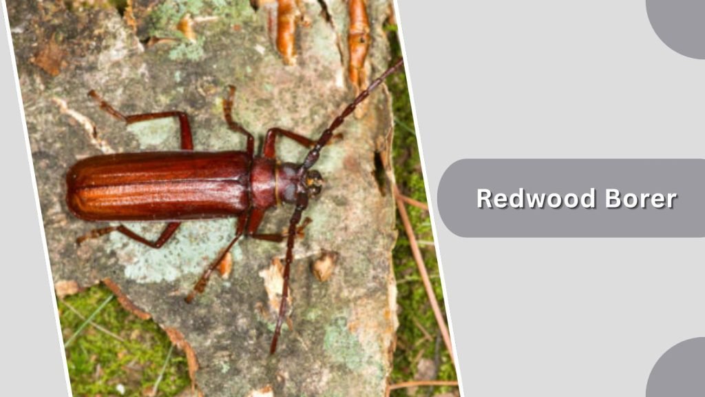  Redwood Borer