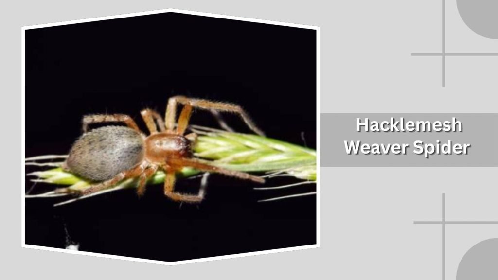  Hacklemesh Weaver Spider