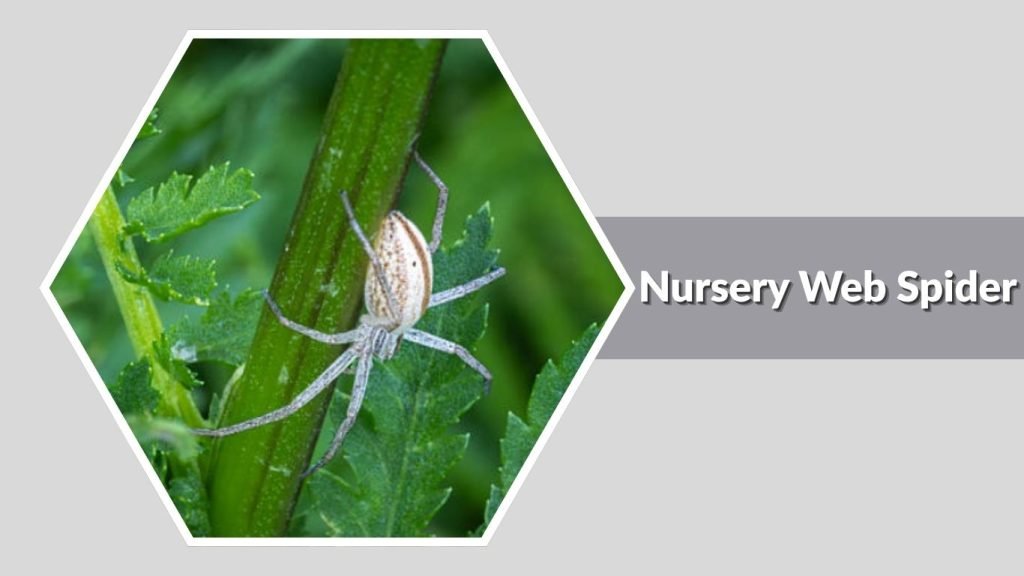  Nursery Web Spider