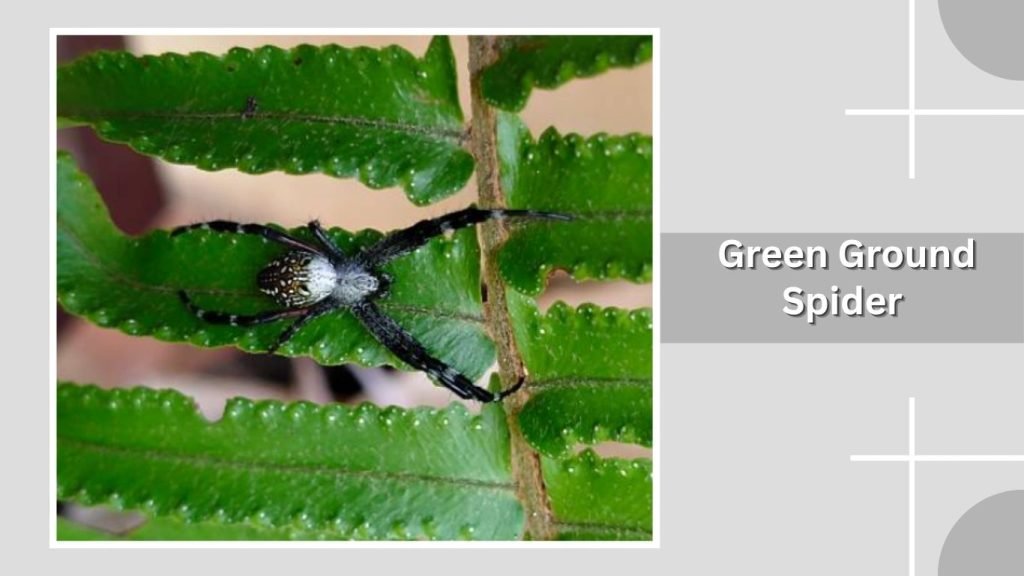  Green Ground Spider