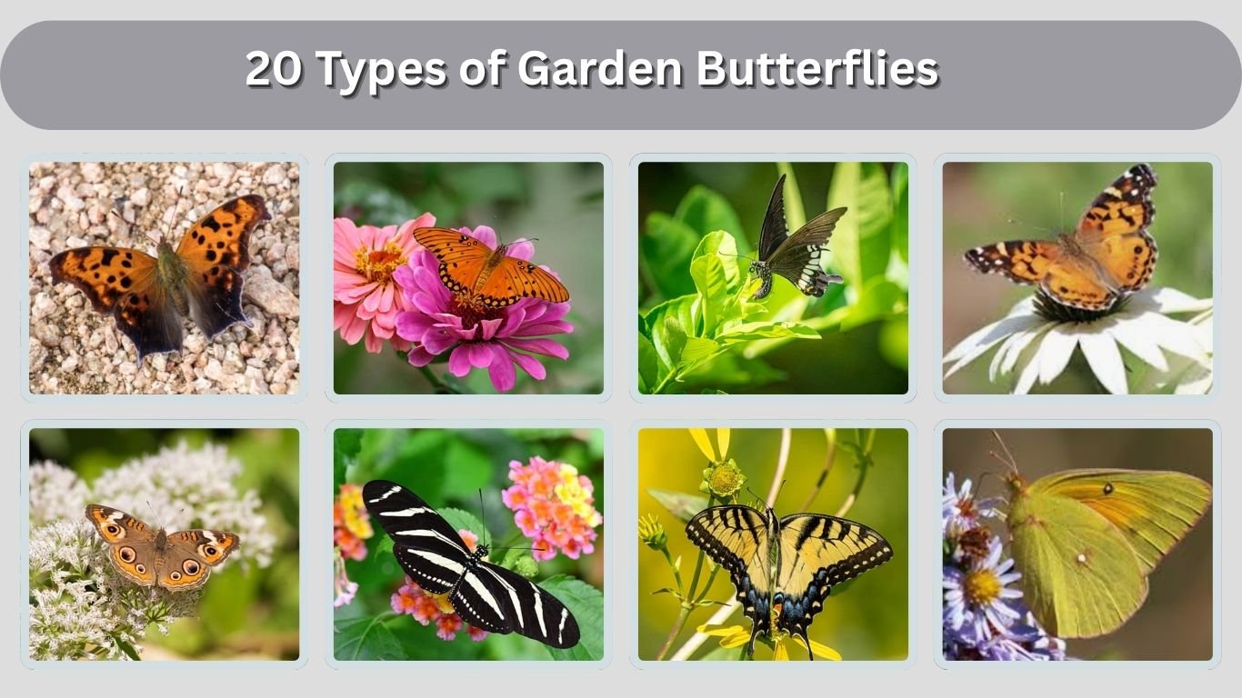 20 Types of Garden Butterflies: Identification with Pictures 