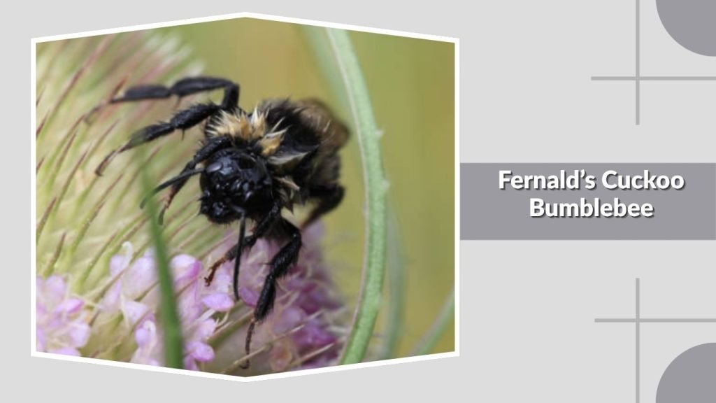  Fernald’s Cuckoo Bumblebee
