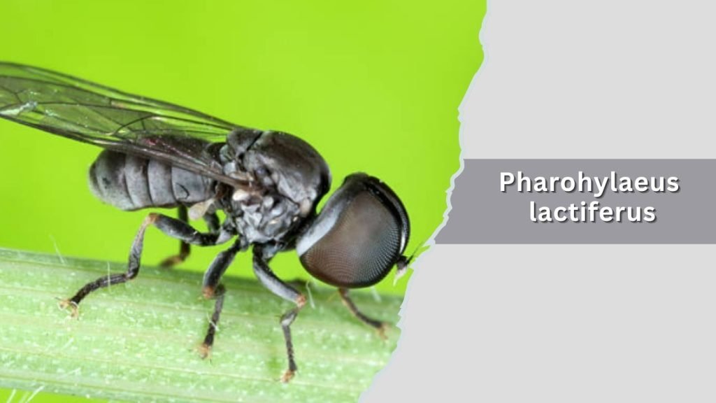 Pharohylaeus lactiferus