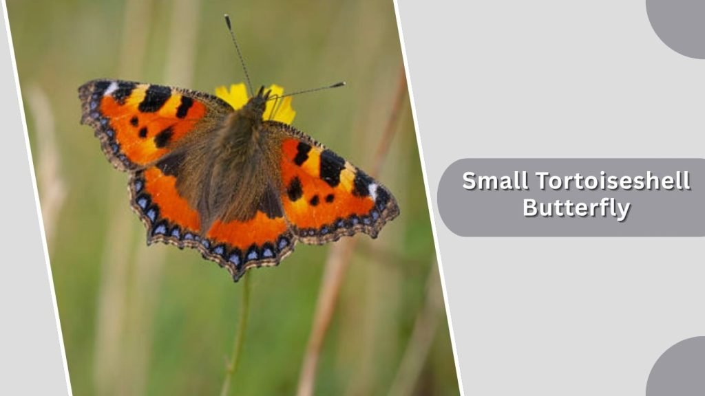 Small Tortoiseshell Butterfly