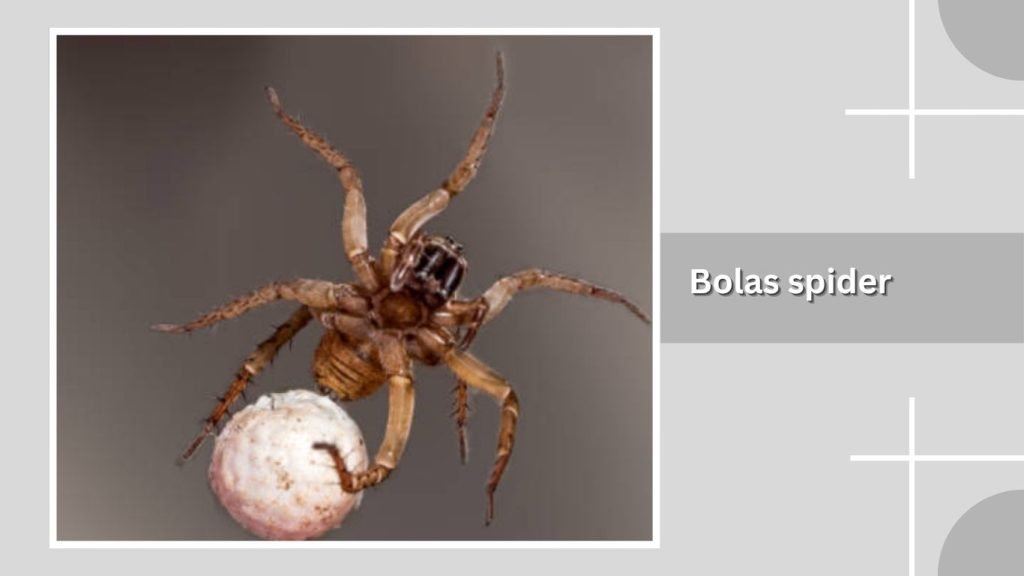  Bolas spider