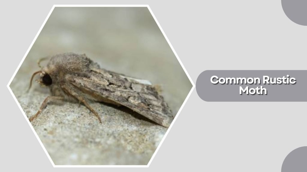  Common Rustic Moth