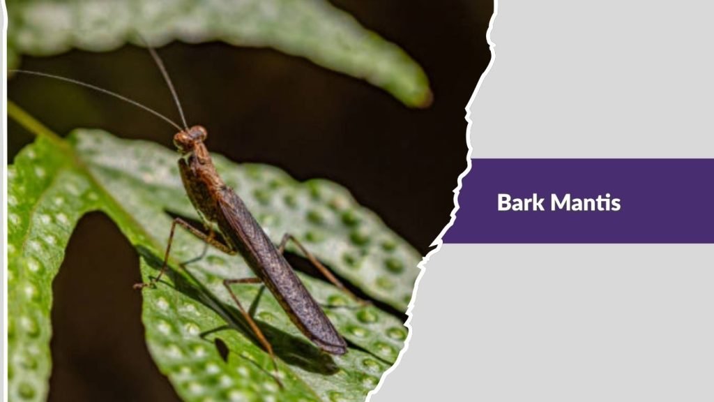  Bark Mantis