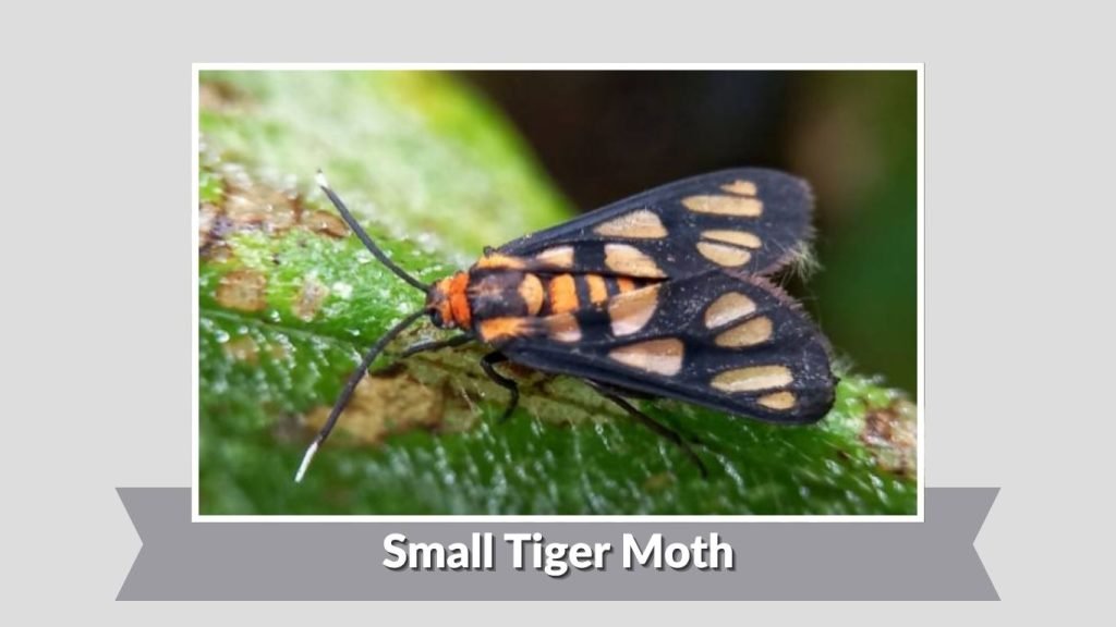 Small Tiger Moth