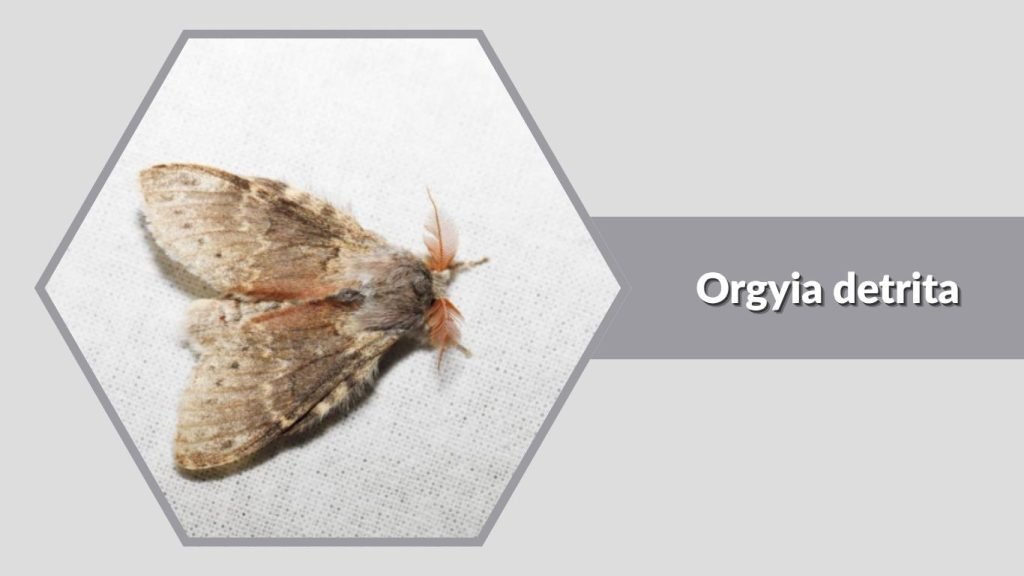  Orgyia detrita
