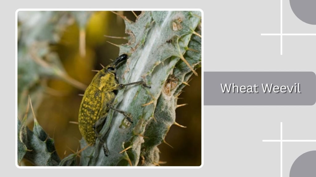 Wheat Weevil